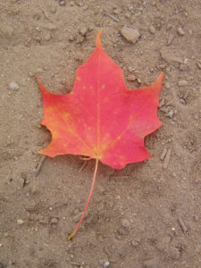 maple-leaf-in-the-fall