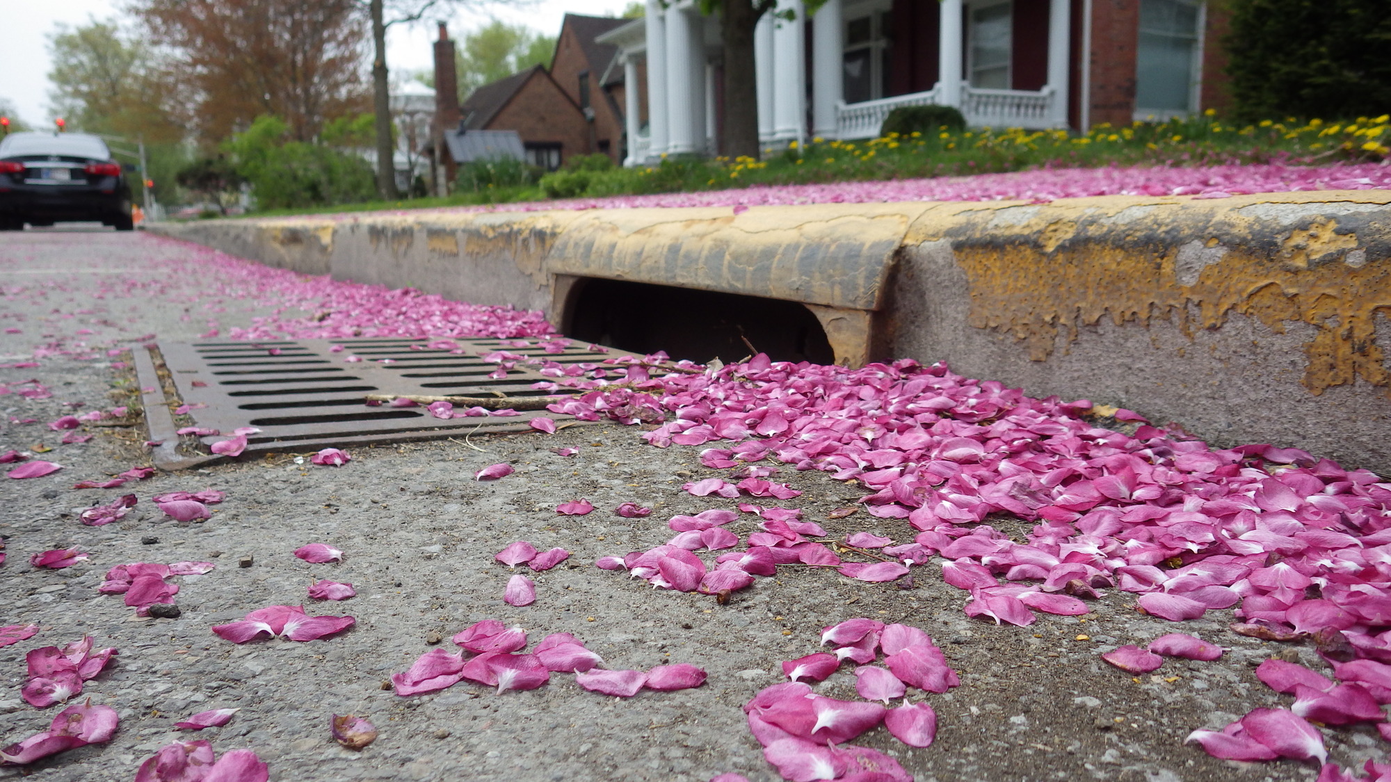 Spring is in the air and stormwater is on the ground. Make sure to keep the area around storm drains clear of debris. 
