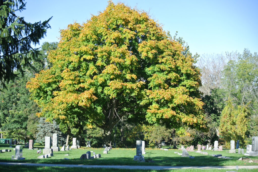 Large tree in the background, tombstones in a cemetery.