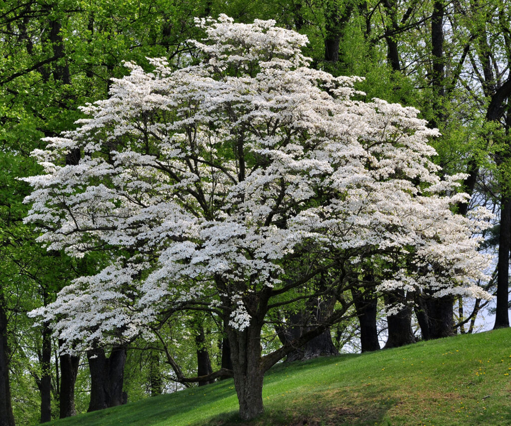 A blossoming tree, shite dogwood.