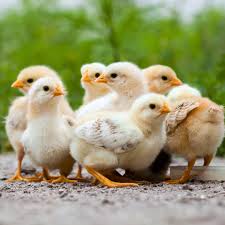 Yellow baby chicks