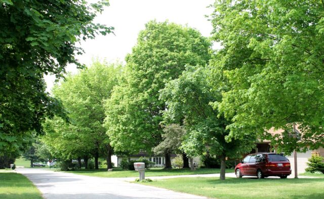 Maplecrest Neighborhood - tree lined street