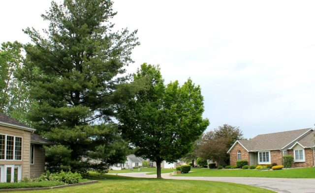 Pickwick Village Neighborhood - summer scene