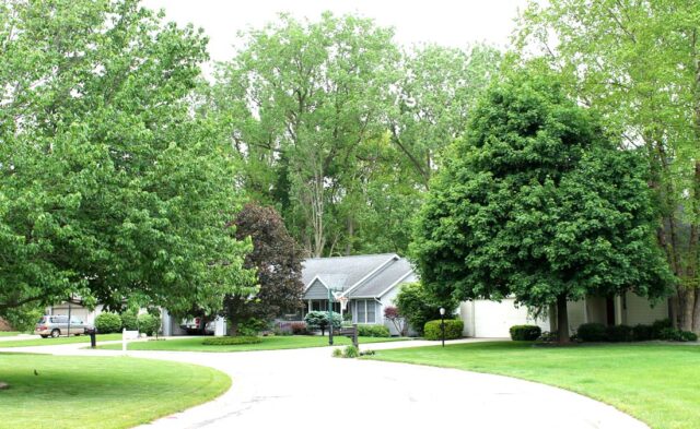 Pickwick Village Neighborhood - tree lined street