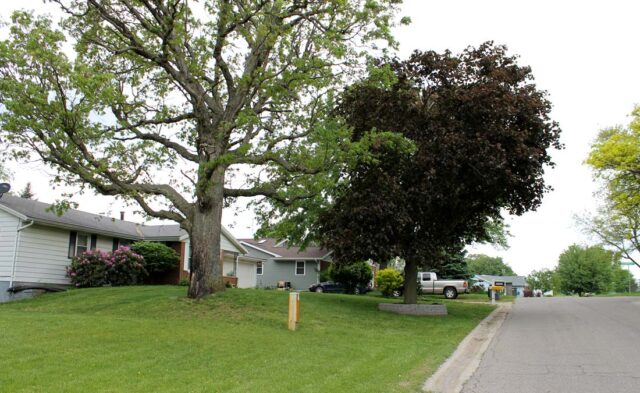 Terrace Park Neighborhood - summer scene